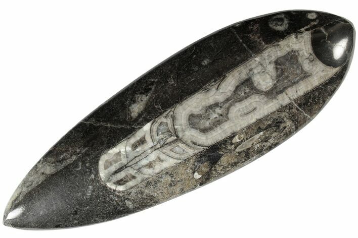 Polished Fossil Orthoceras (Cephalopod) - Morocco #182070